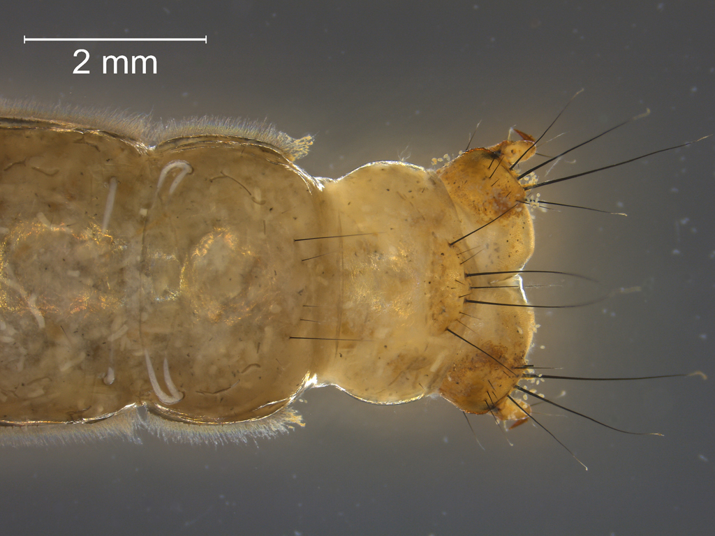 Limnephilus binotatus